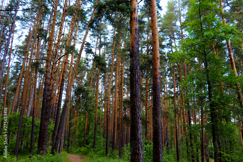 pine forest in the Urals © Rizzo