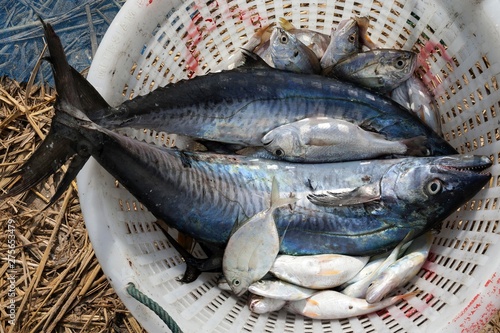 Freshly caught fish in a basket, mackerel and small fish, fishing village of Ngapali, Thandwe, Rakhine State, Myanmar, Asia photo