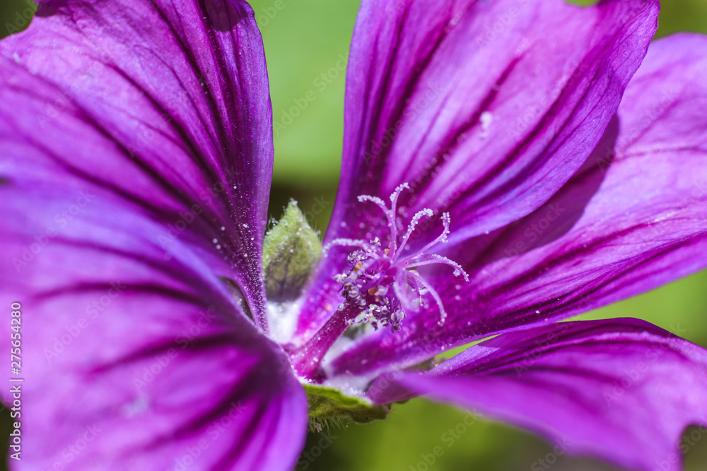 Macro of pollen on stamens in a beautiful violet flower