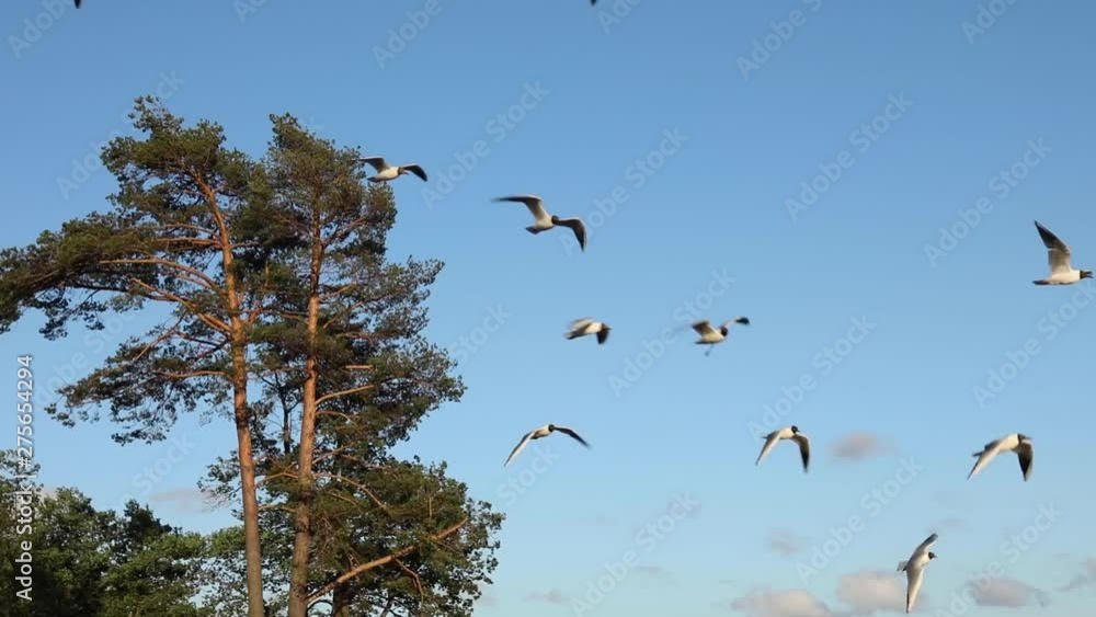 Seagulls Fly, Resisting The Strong Wind. Remain In One Place, Against The Sky And The Crown Of A Tall Pine Seagulls Fly, Resisting The Strong Wind. Remain In One Place, Against The Sky And The Crown Of A Tall Pine