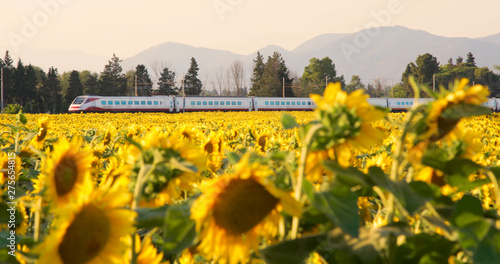 Campo di girasoli gialli con treno in transito sullo sfondo. Concetto di vacanze al mare in Estate. Panoramica. Banner. photo