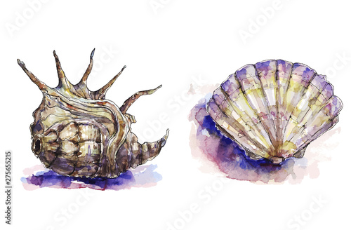 Sea shells colorful illustration in watercolor and vector