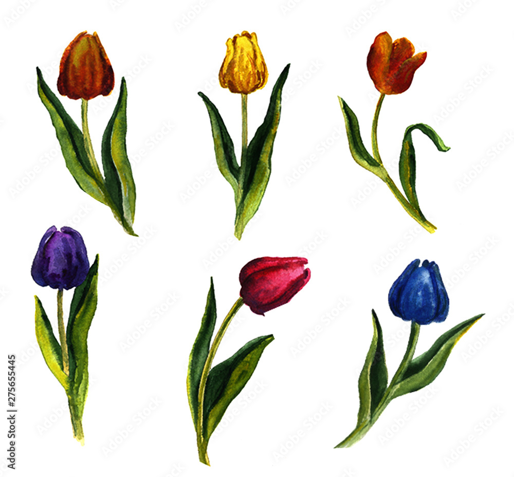 Hand drawn watercolor spring tulip illustration on background Hand drawn watercolor spring tulip illustration on background
