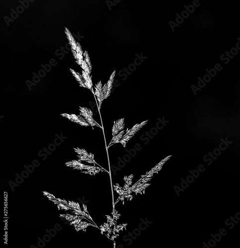 silhouette of a plant on black background