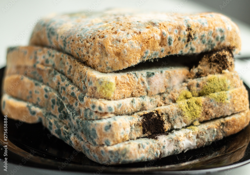 Mold grows quickly on moldy bread on a white background. Scientists turn a mushroom found on