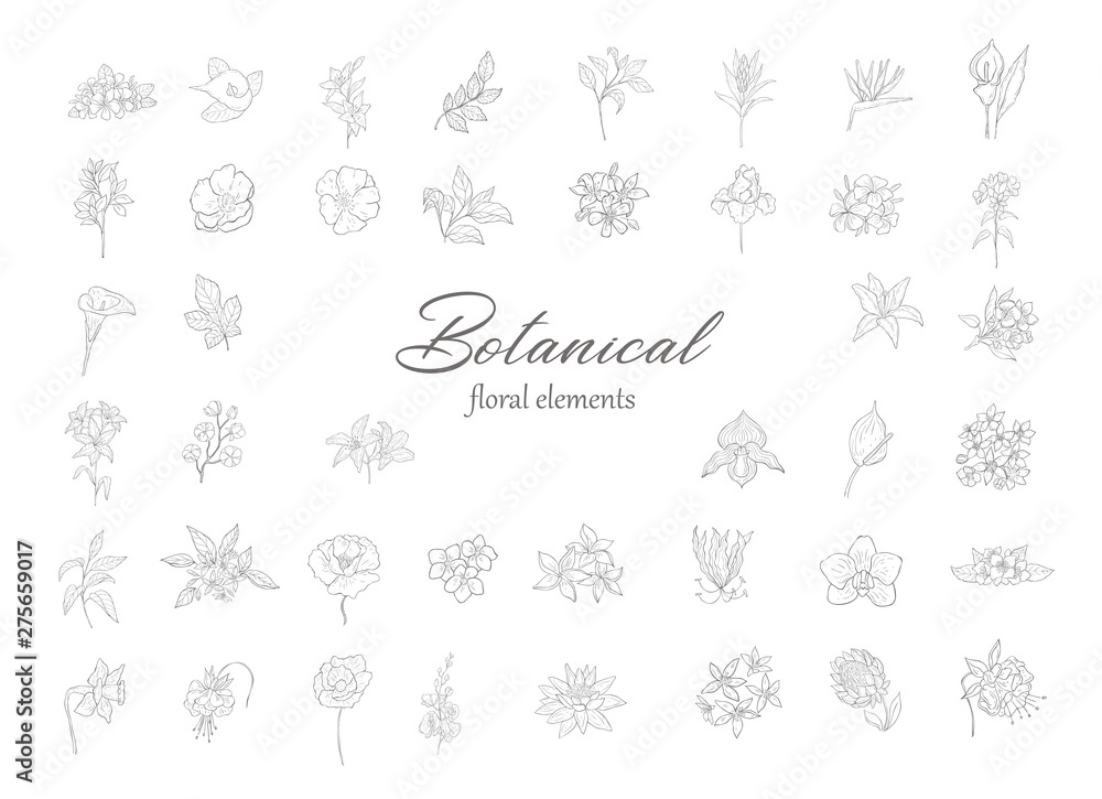 Set of floral design elements for logo. Set of floral design elements for logo.