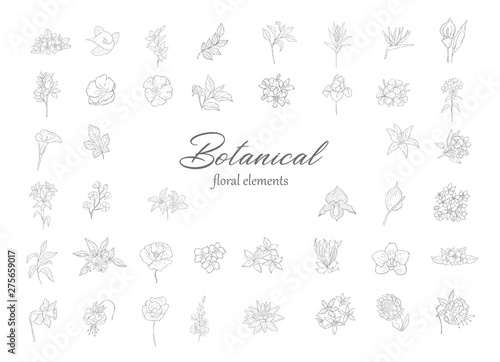 Set of floral design elements for logo.