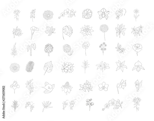Set of floral design elements for logo.