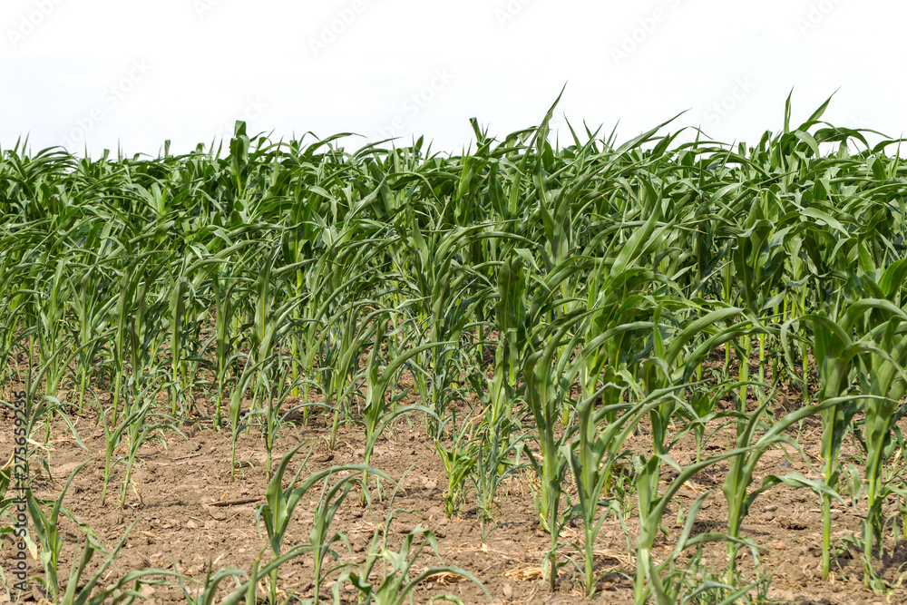 Green corn field in spring. Young green shoots of corn on the agricultural field Green corn field in spring. Young green shoots of corn on the agricultural field