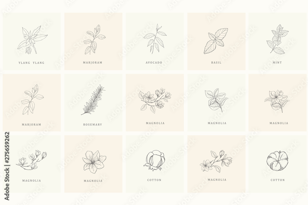 Set of floral design elements for logo.