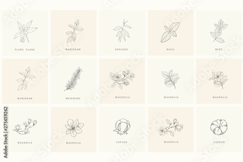 Set of floral design elements for logo.