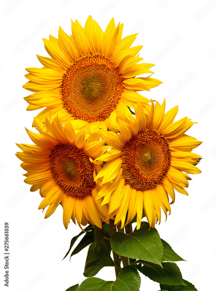 Obraz premium Sunflowers bouquet with leaves isolated on white background. Sun symbol. Flowers yellow, agriculture. Seeds and oil. Flat lay, top view. Bio. Eco. Creative