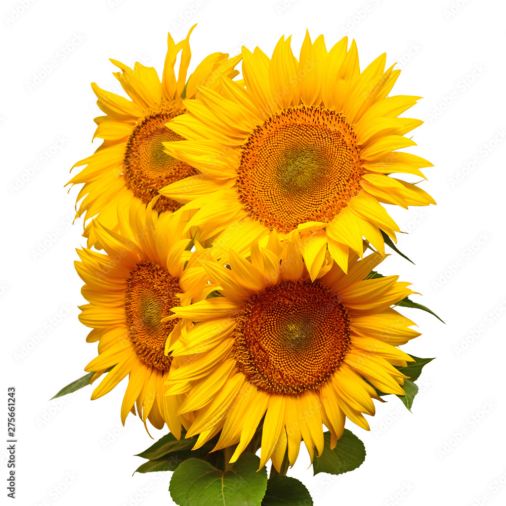 Fototapeta premium Sunflowers bouquet with leaves isolated on white background. Sun symbol. Flowers yellow, agriculture. Seeds and oil. Flat lay, top view. Bio. Eco. Creative