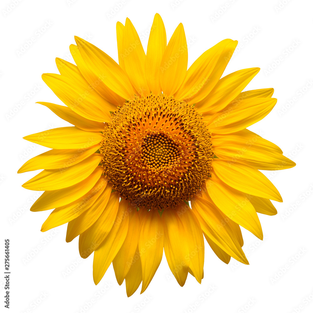 Fototapeta premium Sunflower head isolated on white background. Sun symbol. Flowers yellow, agriculture. Seeds and oil. Flat lay, top view. Bio. Eco. Creative