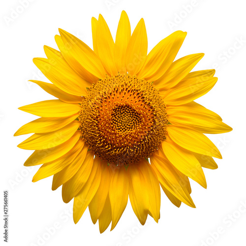 Fototapeta Naklejka Na Ścianę i Meble -  Sunflower head isolated on white background. Sun symbol. Flowers yellow, agriculture. Seeds and oil. Flat lay, top view. Bio. Eco. Creative