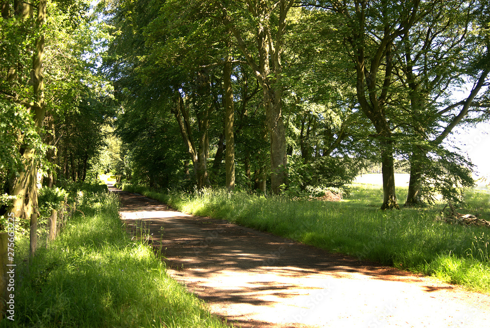 Fototapeta premium country track in forest, Greenlaw, scotland in summer