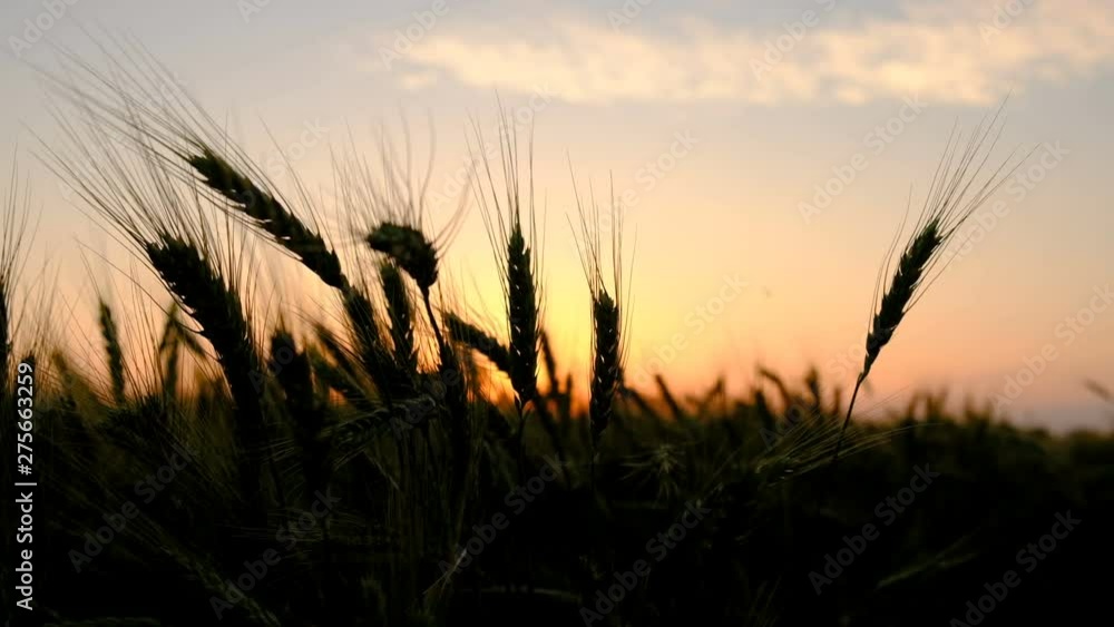 Nature Scenic Landscape Wheat Field Sunset Nature Scenic Landscape Wheat Field Sunset