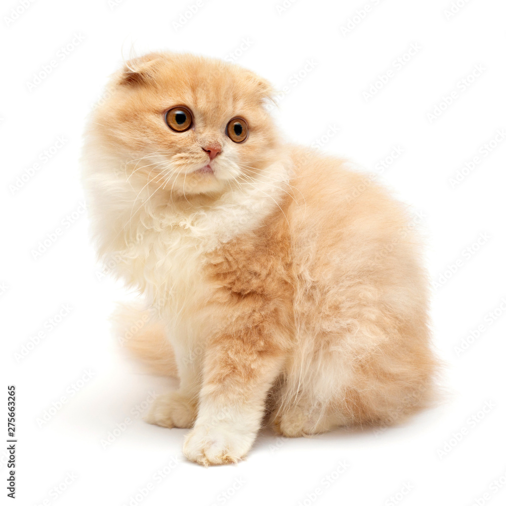 Beautiful red-haired kitten isolated on white background. Scottish fold cat