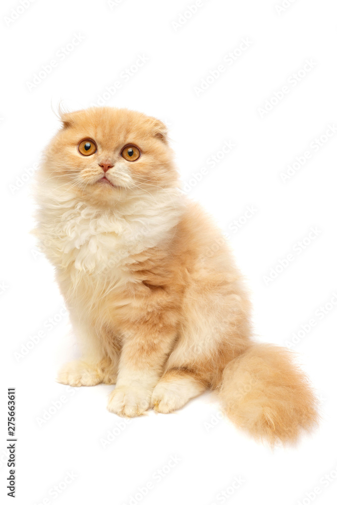 Beautiful red-haired kitten posing sitting isolated on white background. Scottish fold cat