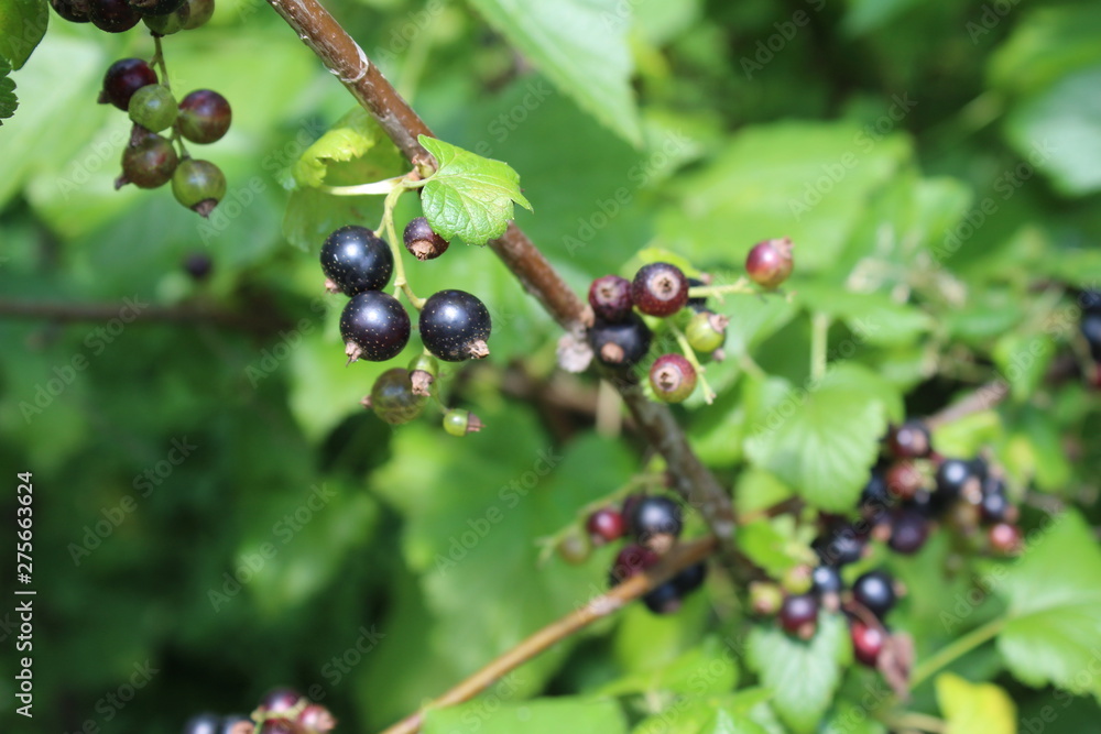 Riber nigrum commonly The blackcurrant or black currant , a woody shrub in the garden Riber nigrum commonly The blackcurrant or black currant , a woody shrub in the garden