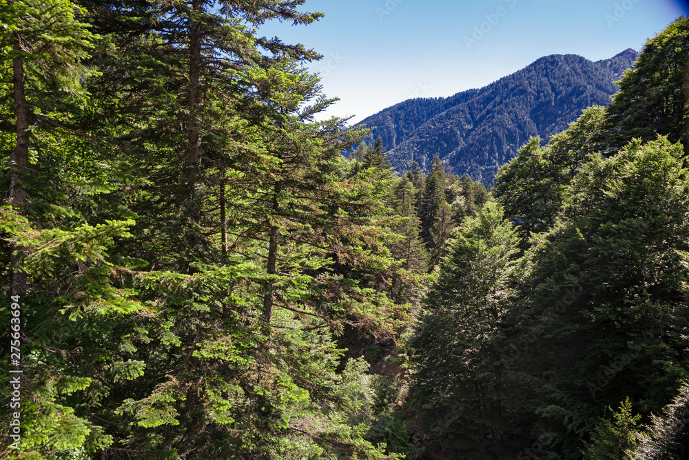 Coniferous forest in a mountain landscape, in the morning light. Coniferous forest in a mountain landscape, in the morning light.