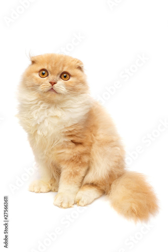Beautiful red-haired kitten posing sitting isolated on white background. Scottish fold cat