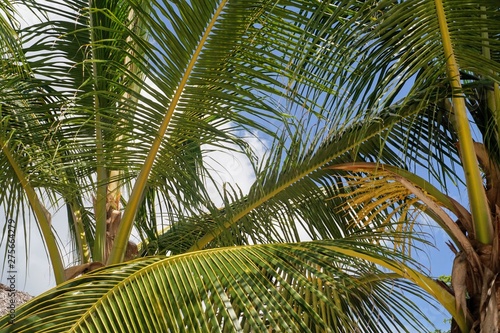 Palm trees on the Caribbean Sea on a beautiful beach and azure sea 