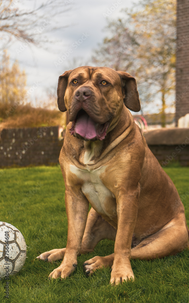 Boerboel dog sitting in grass - portrait with ball Boerboel dog sitting in grass - portrait with ball