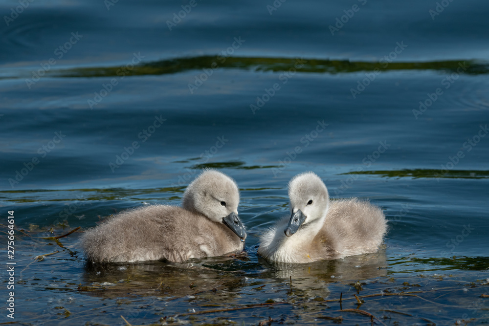 Mute swan cygnets swimming on a sunny day in spring