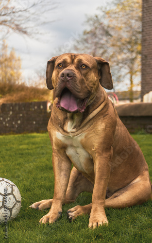 Boerboel dog sitting in grass - portrait with ball