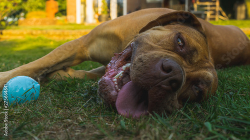 Boerboel dog breed playing in grass with blue ball - silly face portrait photo