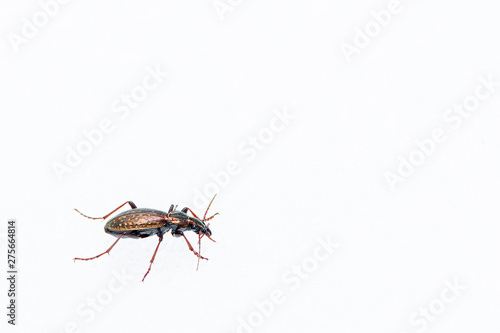 A beautiful shiny ground beetle walking on snow