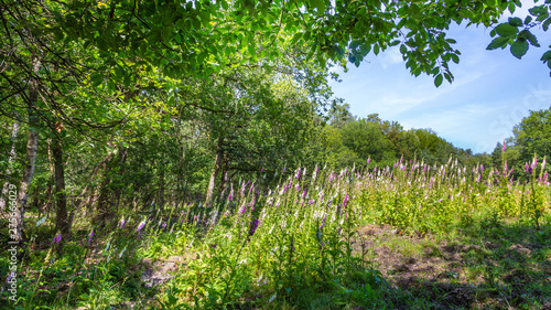 Obraz na płótnie Landscape colorful sunny forest with treess, plants and purple blooming foxglove