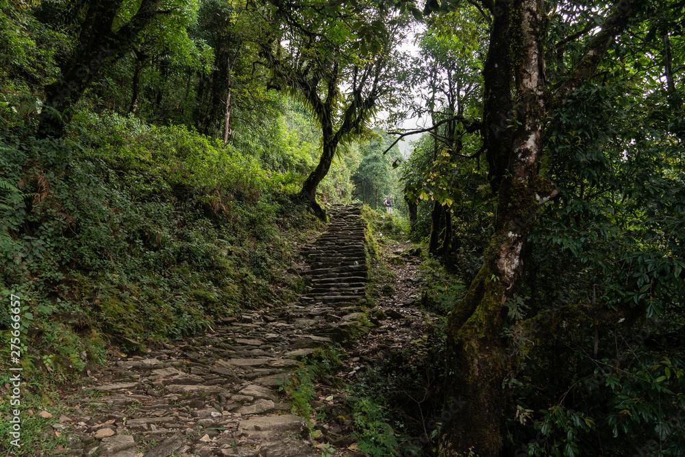 Φωτογραφία Nepal, Annapurna. Mardi Himal trek. tropical forest