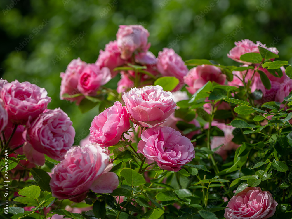Closeup of a rose with many pink blossoms
