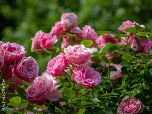 Closeup of a rose with many pink blossoms