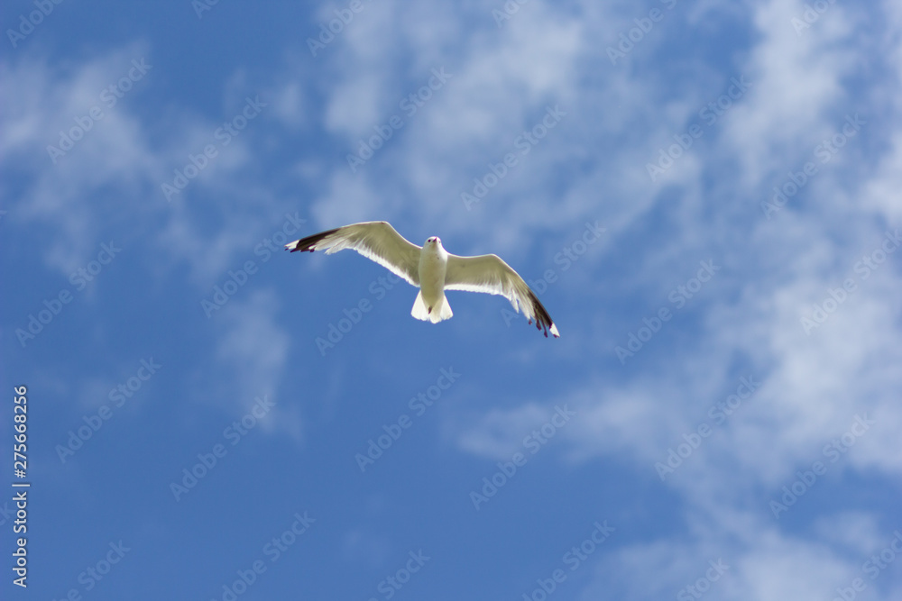 One seagull soaring highly in the blue sky One seagull soaring highly in the blue sky