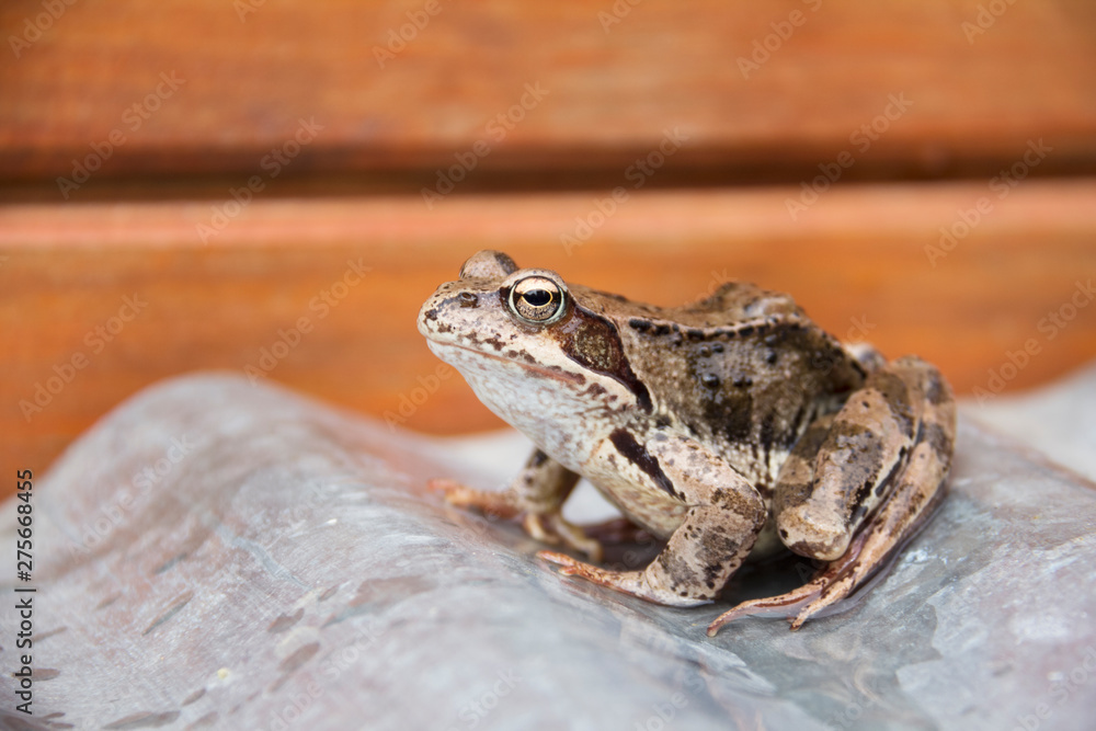 marsh frog sitting. side view on a light background. frog with patterns ipyatnykami on the back and legs marsh frog sitting. side view on a light background. frog with patterns ipyatnykami on the back and legs