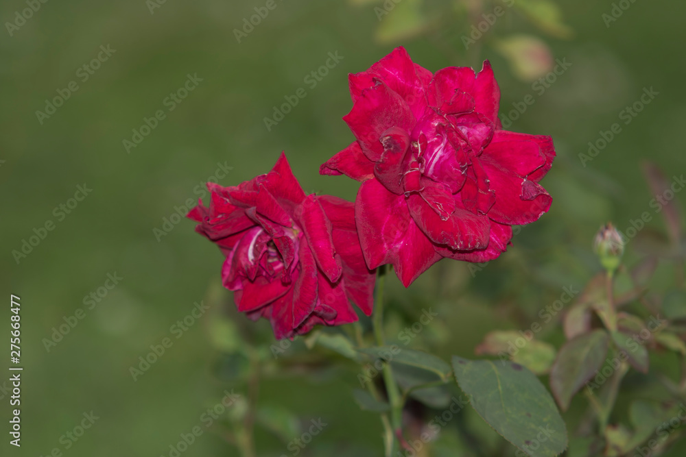 Fototapeta premium red rose in the garden