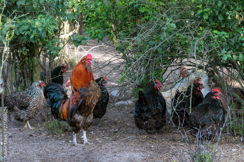 Chicken family in Free Range Poultry Farm