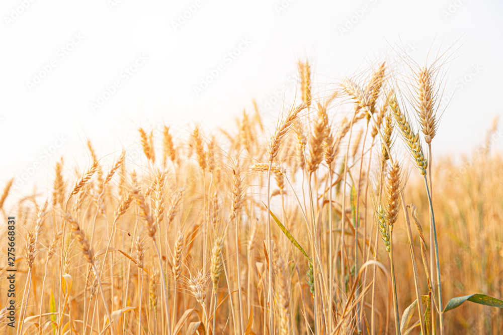 Barley field at farmland. Barley field at farmland.