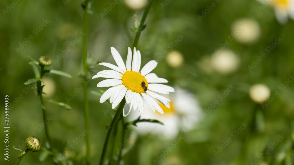 A Carpenter Ant on a Wild Daisy A Carpenter Ant on a Wild Daisy