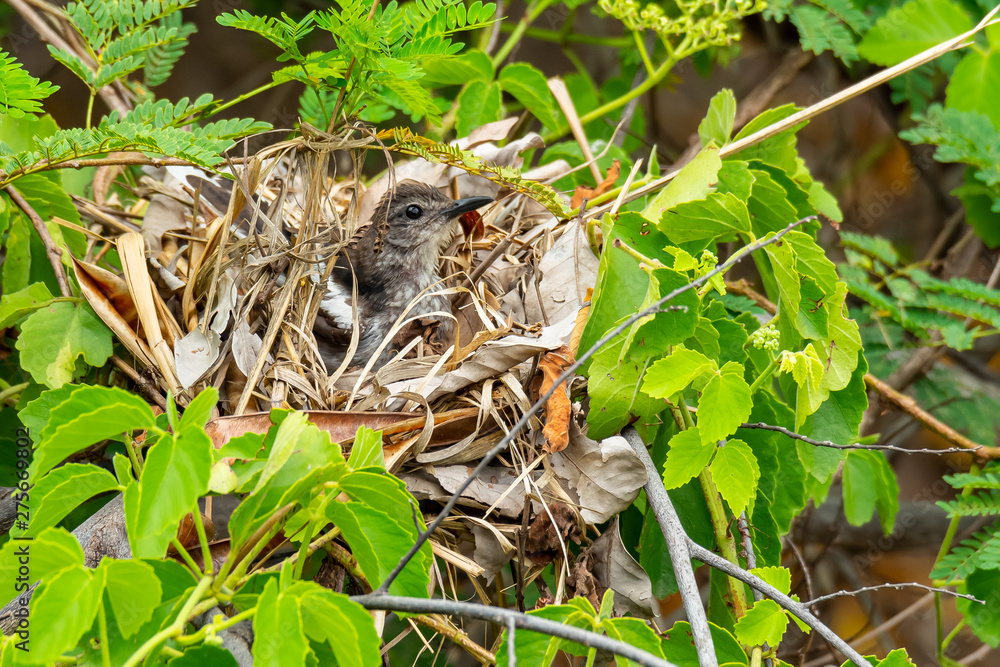 Oriental Magpie Robin (juvenile) resting in its nest Oriental Magpie Robin (juvenile) resting in its nest