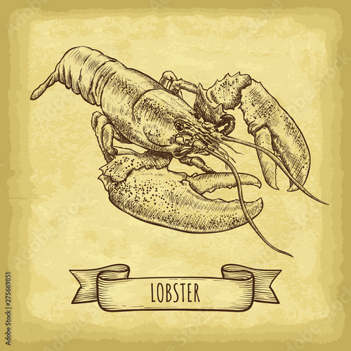 Hand drawn lobster isolated. Old craft paper texture background. Ribbon banner. Engraved style vector illustration. Template for your design works.