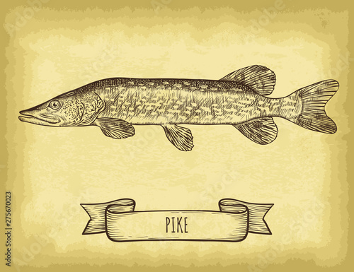 Hand drawn pike isolated. Old craft paper texture background. Ribbon banner. Engraved style vector illustration. Template for your design works.