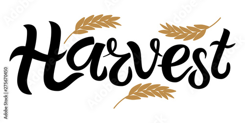 Vector illustration of Harvest text decorated with ears of wheat. Hand drawn lettering for harvest festival. Isolated autumn card, poster or banner template with calligraphic text.