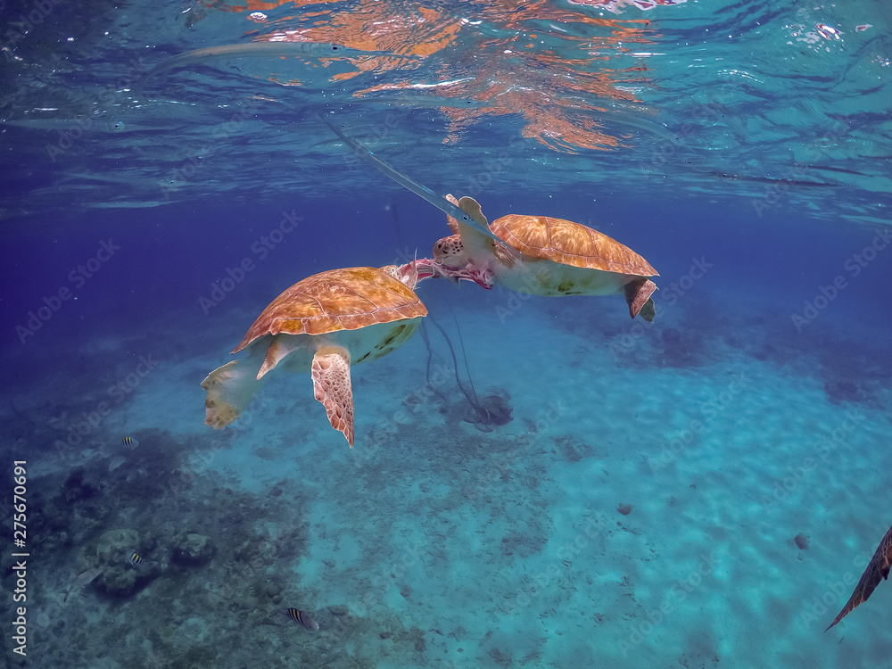 Swimming with Turtles Views around the small Caribbean Island of Curacao Swimming with Turtles Views around the small Caribbean Island of Curacao