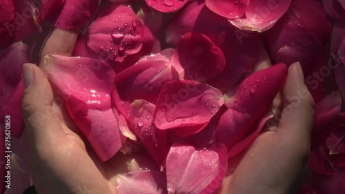 Water drops falling on red rose in woman hands. Beautiful closeup composition with lovely flowers and petals on the water. Relax and massage therapy. Slow motion. Top view. 
