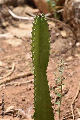 Beautiful cactus in the garden