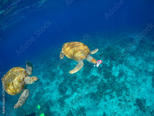  Swimming with Turtles Views around the small Caribbean Island of Curacao